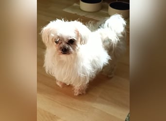 FILOU, kleiner Lebemann, Malteser-Mix, 7 Jahre, 26 cm, Pflegestelle 51503, Tierschutz