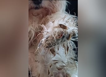 FILOU, nutzt seine zweite Chance, Malteser-Mix, 8 Jahre, 30 cm, Tierschutz, Pflegestelle 51503