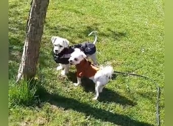 FILOU, kleiner Lebemann, Malteser-Mix, 7 Jahre, 30 cm, Pflegestelle 51503, Tierschutz