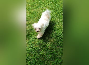 FILOU, möchte ankommen, Malteser-Mix, 7 Jahre, 26 cm, Tierschutz, Pflegestelle 51503
