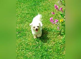 FILOU, möchte ankommen, Malteser-Mix, 7 Jahre, 26 cm, Tierschutz, Pflegestelle 51503