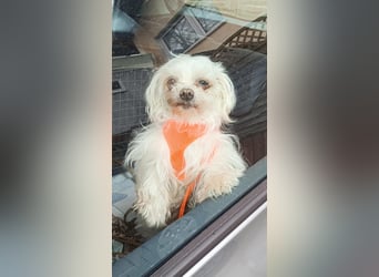 FILOU, nutzt seine zweite Chance, Malteser-Mix, 8 Jahre, 30 cm, Tierschutz, Pflegestelle 51503