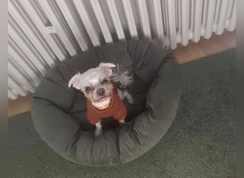 FILOU, kleiner Lebemann, Malteser-Mix, 7 Jahre, 26 cm, Pflegestelle 51503, Tierschutz
