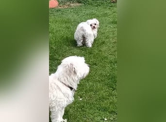 FILOU, nutzt seine zweite Chance, Malteser-Mix, 8 Jahre, 30 cm, Tierschutz, Pflegestelle 51503