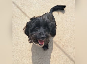 Kleiner Rüde 28cm, Lake hatte Glück das ihn ein Tierschützer in Rumänien gerettet hat
