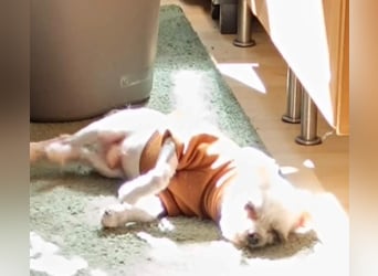 FILOU, kleiner Lebemann, Malteser-Mix, 7 Jahre, 30 cm, Pflegestelle 51503, Tierschutz