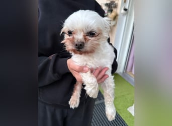 FILOU, kleiner Lebemann, Malteser-Mix, 7,5 Jahre, 26 cm, Tierschutz, Pflegestelle 51503