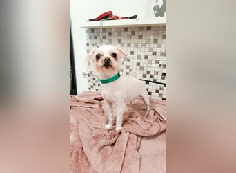 FILOU, kleiner Lebemann, Malteser-Mix, 7 Jahre, 26 cm, Pflegestelle 51503, Tierschutz