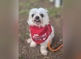 FILOU, möchte ankommen, Malteser-Mix, 7 Jahre, 26 cm, Tierschutz, Pflegestelle 51503