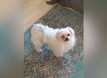 FILOU, nutzt seine zweite Chance, Malteser-Mix, 8 Jahre, 30 cm, Tierschutz, Pflegestelle 51503