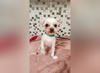 FILOU, nutzt seine zweite Chance, Malteser-Mix, 8 Jahre, 30 cm, Tierschutz, Pflegestelle 51503