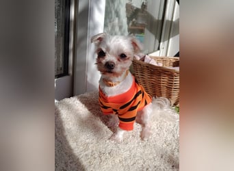 FILOU, kleiner Lebemann, Malteser-Mix, 7 Jahre, 26 cm, Pflegestelle 51503, Tierschutz