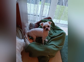 FILOU, kleiner Lebemann, Malteser-Mix, 7,5 Jahre, 26 cm, Tierschutz, Pflegestelle 51503