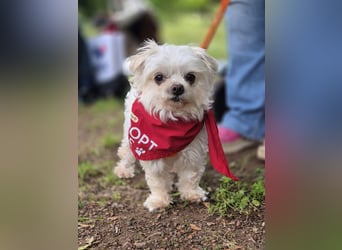 FILOU, möchte ankommen, Malteser-Mix, 7 Jahre, 26 cm, Tierschutz, Pflegestelle 51503