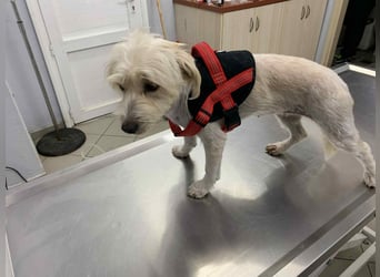 Nelly – kleine Kämpferin mit großem Herz sucht ihr Zuhause
