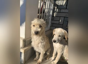 Nelly – kleine Kämpferin mit großem Herz sucht ihr Zuhause
