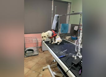 Nelly – kleine Kämpferin mit großem Herz sucht ihr Zuhause