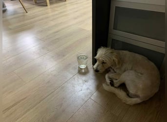 Nelly – kleine Kämpferin mit großem Herz sucht ihr Zuhause