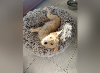 Nelly – kleine Kämpferin mit großem Herz sucht ihr Zuhause