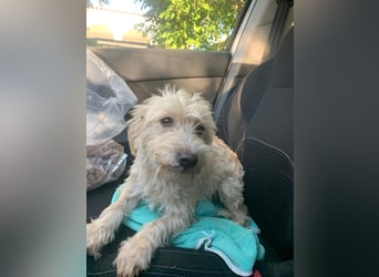 Nelly – kleine Kämpferin mit großem Herz sucht ihr Zuhause
