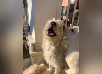 Nelly – kleine Kämpferin mit großem Herz sucht ihr Zuhause