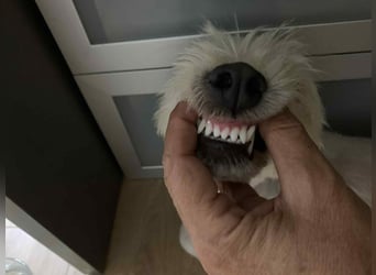 Nelly – kleine Kämpferin mit großem Herz sucht ihr Zuhause
