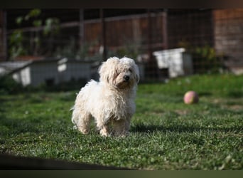 Leo - ein kleiner Malteser sucht sein Für-immer-Zuhause