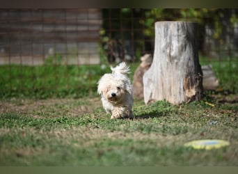 Leo - ein kleiner Malteser sucht sein Für-immer-Zuhause