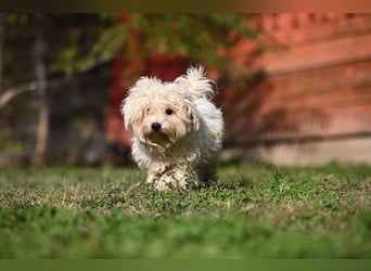 Leo - ein kleiner Malteser sucht sein Für-immer-Zuhause