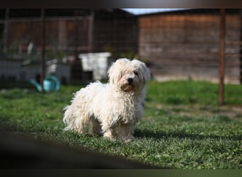 Leo - ein kleiner Malteser sucht sein Für-immer-Zuhause