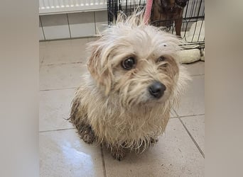 süße kleine ZITA - 2 Jahre, 28cm/5,5kg - Malteser-Mix