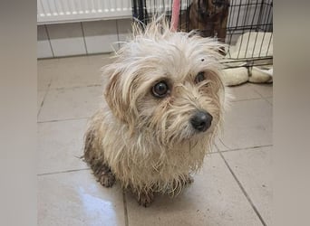 süße kleine ZITA - 2 Jahre, 28cm/5,5kg - Malteser-Mix