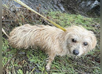 süße kleine ZITA - 2 Jahre, 28cm/5,5kg - Malteser-Mix