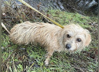 süße kleine ZITA - 2 Jahre, 28cm/5,5kg - Malteser-Mix