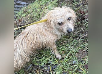 süße kleine ZITA - 2 Jahre, 28cm/5,5kg - Malteser-Mix