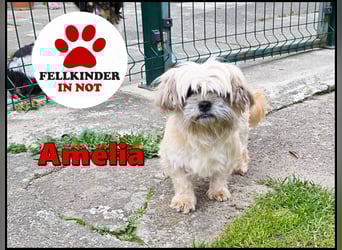 zarte kleine Malteser-Yorkshire Terrier Mischlings-Hündin Amelia sucht