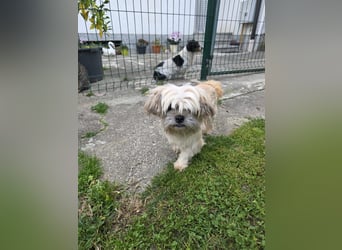 zarte kleine Malteser-Yorkshire Terrier Mischlings-Hündin Amelia sucht