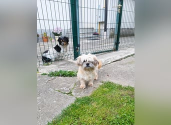 zarte kleine Malteser-Yorkshire Terrier Mischlings-Hündin Amelia sucht