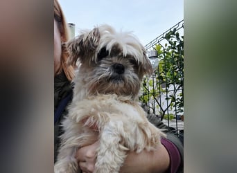 zarte kleine Malteser-Yorkshire Terrier Mischlings-Hündin Amelia sucht