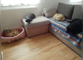 zarte kleine Malteser-Yorkshire Terrier Mischlings-Hündin Amelia sucht