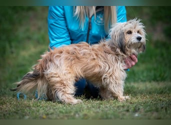 Cinder