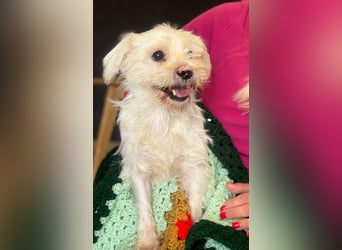 Teddy - Unser kleiner Sonnenschein sucht ein Zuhause