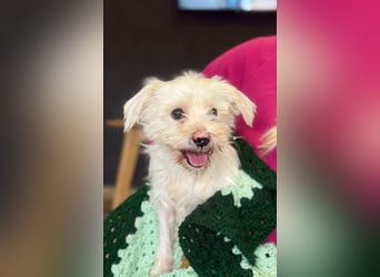 Teddy - Unser kleiner Sonnenschein sucht ein Zuhause