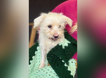 Teddy - Unser kleiner Sonnenschein sucht ein Zuhause