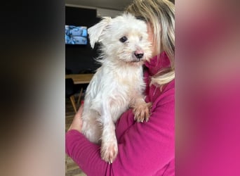 Teddy - Unser kleiner Sonnenschein sucht ein Zuhause