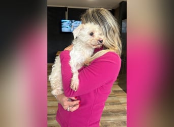 Teddy - Unser kleiner Sonnenschein sucht ein Zuhause