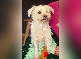 Teddy - Unser kleiner Sonnenschein sucht ein Zuhause