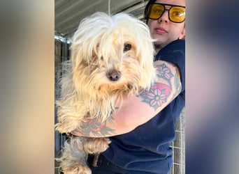 Bubu PP – freundlicher Malteser sucht ruhiges Zuhause 