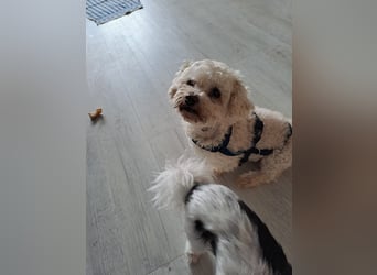 Dilajla-KK - kleine Kuschelmaus sucht ein Zuhause