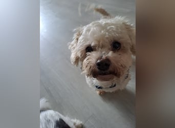 Dilajla-KK - kleine Kuschelmaus sucht ein Zuhause